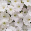 44 01 Bruno Erni 001